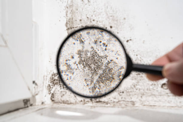 Best Residential Mold Inspection & Testing  in Darlington, SC